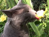 Un chat Bleu Russe se balade dans un jardin
