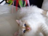 Un chaton Sacré de Birmanie adore jouer avec un plumeau multicolore
