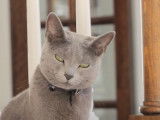 Un chat Bleu Russe en train de jouer en haut d'un escalier