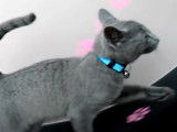 Un chaton Bleu Russe marche dans une roue