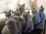 Des chats de race British Shorthair qui s'entendent bien