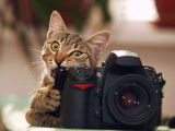 Faire photographier son chat par un photographe animalier