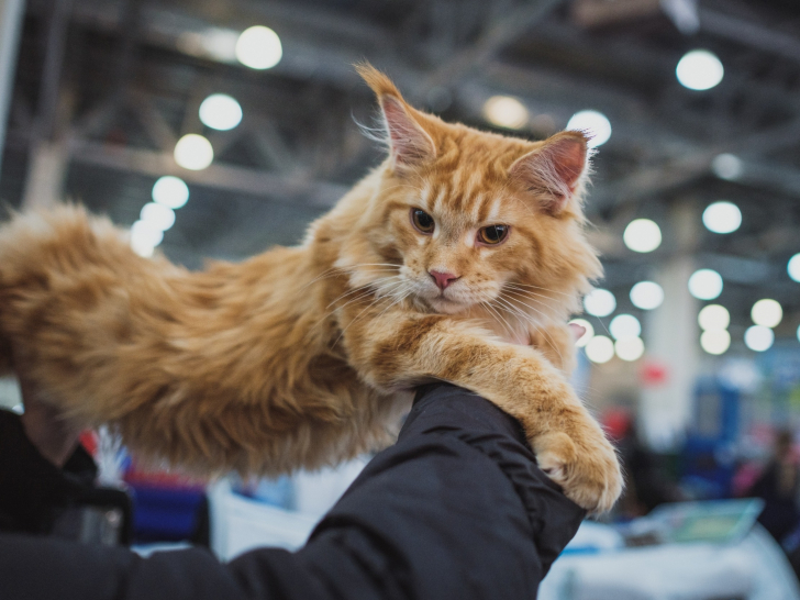 Presenter Son Chat A Une Exposition Feline