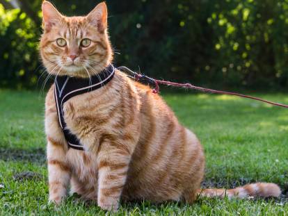 Un chat roux tenu en laisse et prêt pour la promenade