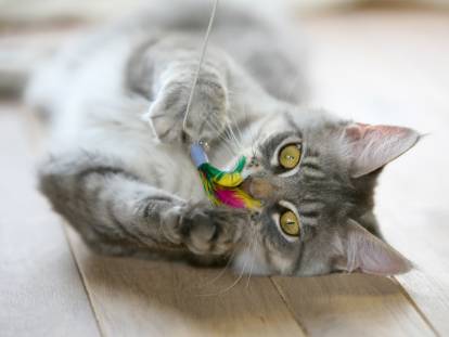 Un chat gris joue sur le sol avec un jouet