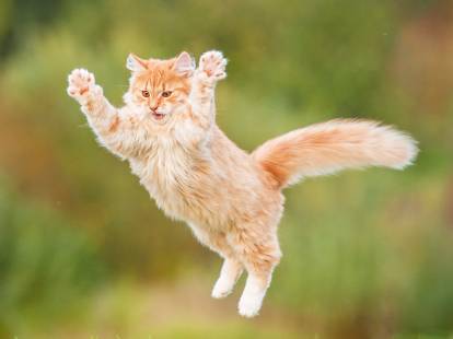Un chaton roux tigré sautant en l'air