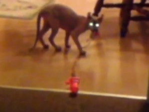 Une chatte Elf-Cat qui est folle d'un jouet en forme de poisson