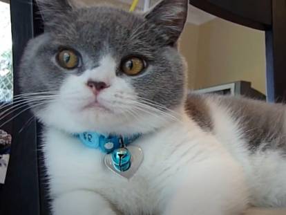 Un chaton British Shorthair de 6 mois joue avec un plumeau