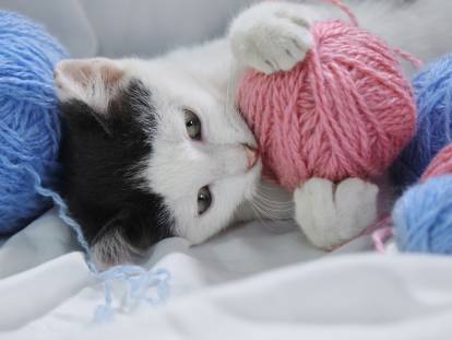 Un chaton noir et blanc au milieu de pelotes de laine