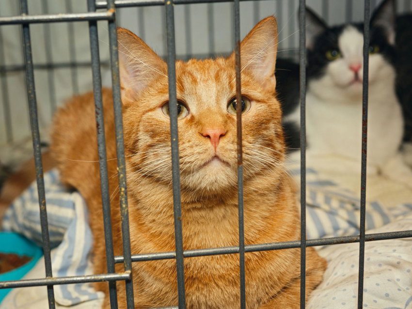 Adopter un animal en refuge sauve des vies