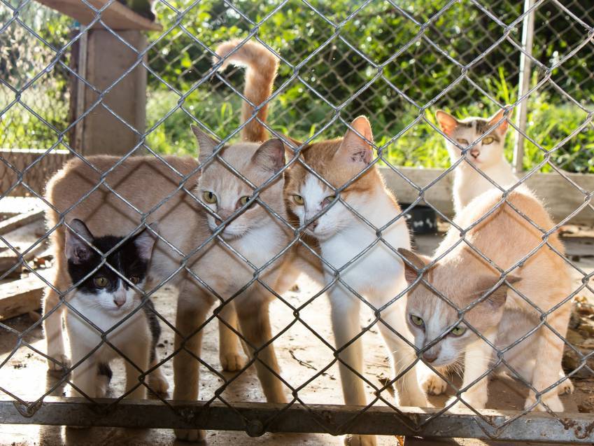 Cinq chats enfermés dans un enclos de refuge pour animaux