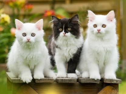 Trois chatons assis côte à côte sur une table en bois