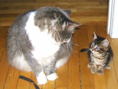 Un chat adulte et un chaton se fixent du regard