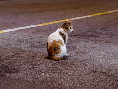 Un chat abandonné au milieu d'une route
