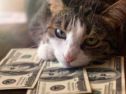 Un chat tigré couché sur des dollars