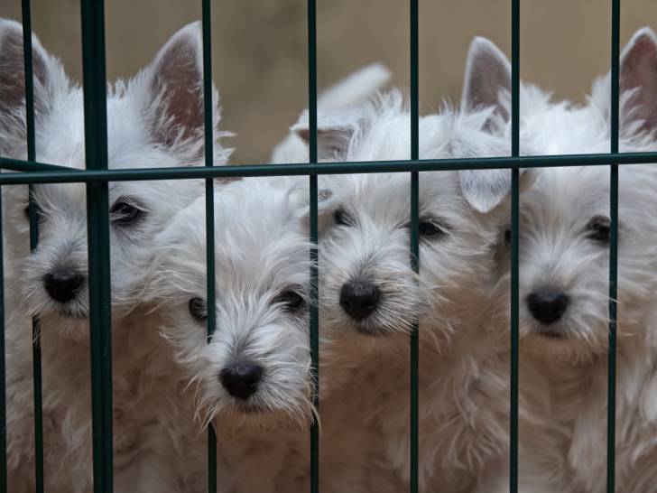 Quatre chiens blanc victime d'un trafic illégale d'animaux