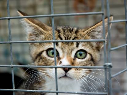 Un chaton tigré dans une cage