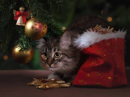 Un chat tigré couché sous un sapin de Noël