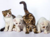 Quatre chats tous bien différents