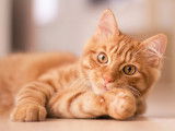 Un adorable chaton roux allongé sur le sol