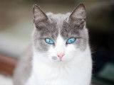 Un chat femelle gris et blanc avec des yeux bleu turquoise