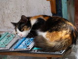 Un chat dort sur des souvenirs en Tunisie