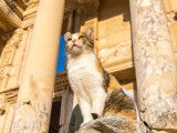 Un chat assis devant des ruines anciennes