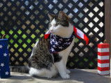 Un chat avec un foulard à l'effigie des États-Unis