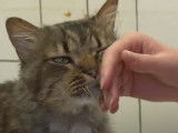 Adopter son chat dans un refuge de la S.P.A