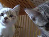Les conseils pour adopter un chat dans un refuge