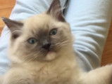 Premier jour d'adoption d'un Ragdoll