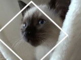 Accueillir un chaton chez soi