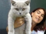 Un British Shorthair arrive en chatterie