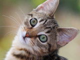 15 raisons pour lesquelles avoir un chat est bon pour la santé