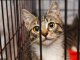 Un chat dans une cage avec un grand regard curieux