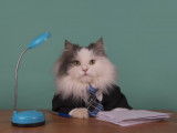 Les documents obligatoires et optionnels lors de l’adoption ou la vente d’un chat en France