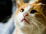 Un chat adulte regarde son maître