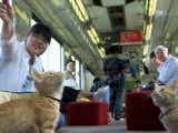 Japon : un neko café dans un train pour inciter à l'adoption