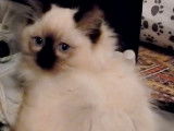Premier jour d'un chaton Ragdoll adopté