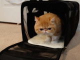 Premier jour dans son foyer pour cet Exotic Shorthair