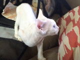 Le premier jour dans son nouveau foyer pour ce chaton Devon rex