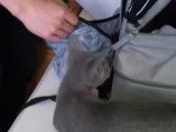 Comment adopter un chaton Bleu Russe