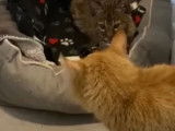 Un Bobtail American qui vient d'être sauvé