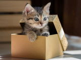 Un chaton dans un cadeau de Noël
