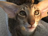 Un chat Oriental Shorthair découvre son nouvel habitat