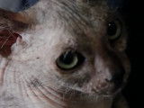 Un chat Lykoï abandonné et recueilli par une femme