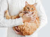 Une personne tenant un chat roux dans ses bras