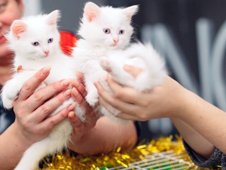 Deux jeunes chats blancs sont adoptés