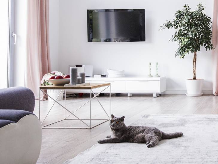 Élever un chat en appartement : nos conseils