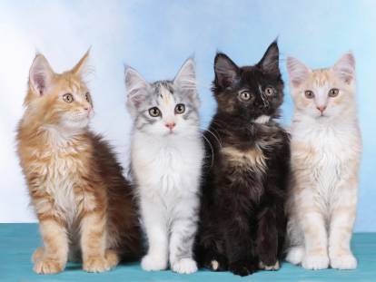 Quatre adorables chatons de toutes les couleurs